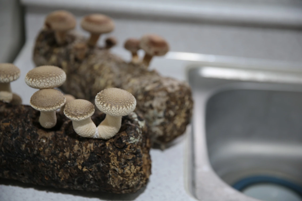 MG0A2901_новый размер.JPG