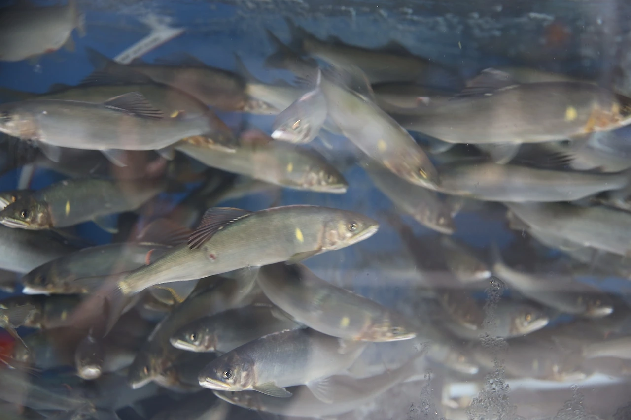 MG0A3435_новый размер.JPG