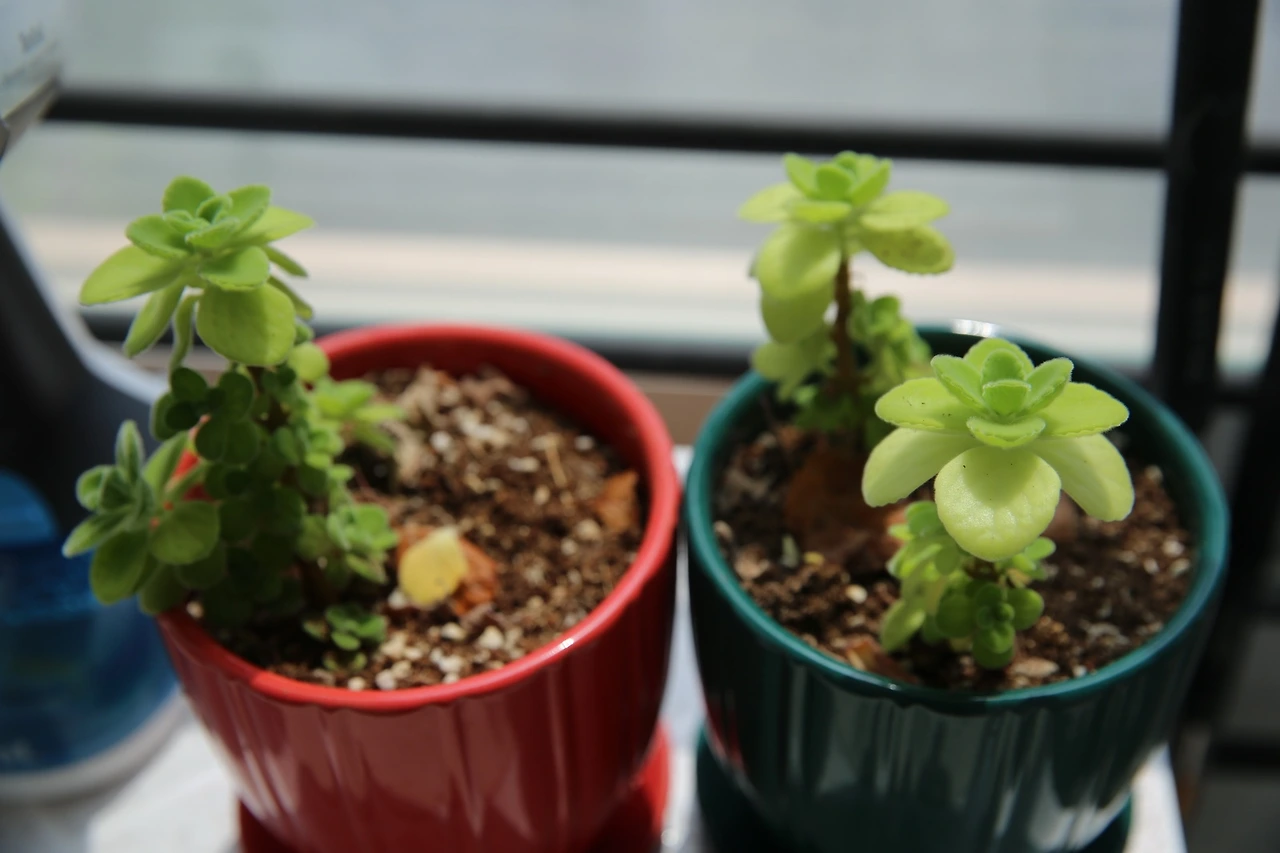 MG0A0414_новый размер.JPG