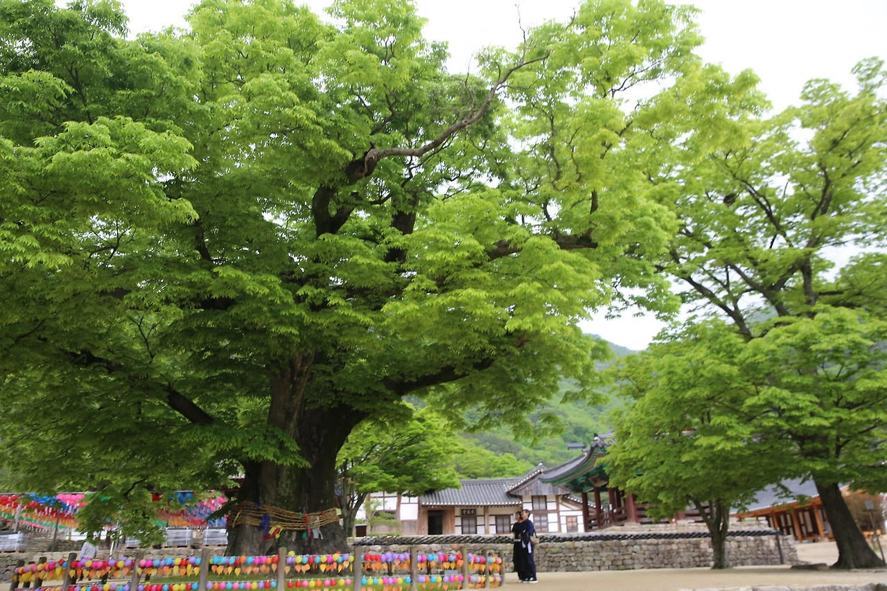 MG0A0623_новый размер.JPG