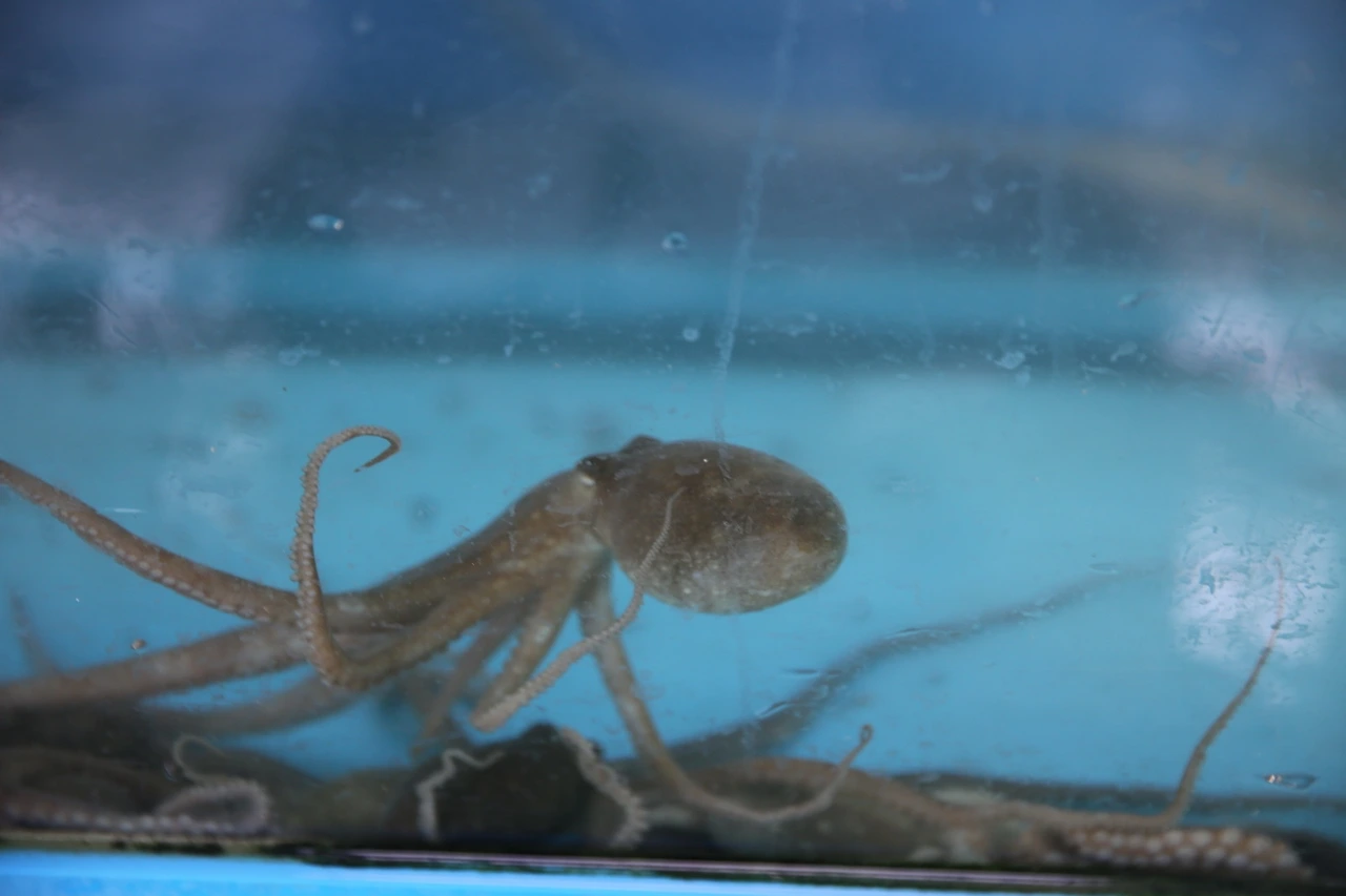 MG0A3582_новый размер.JPG