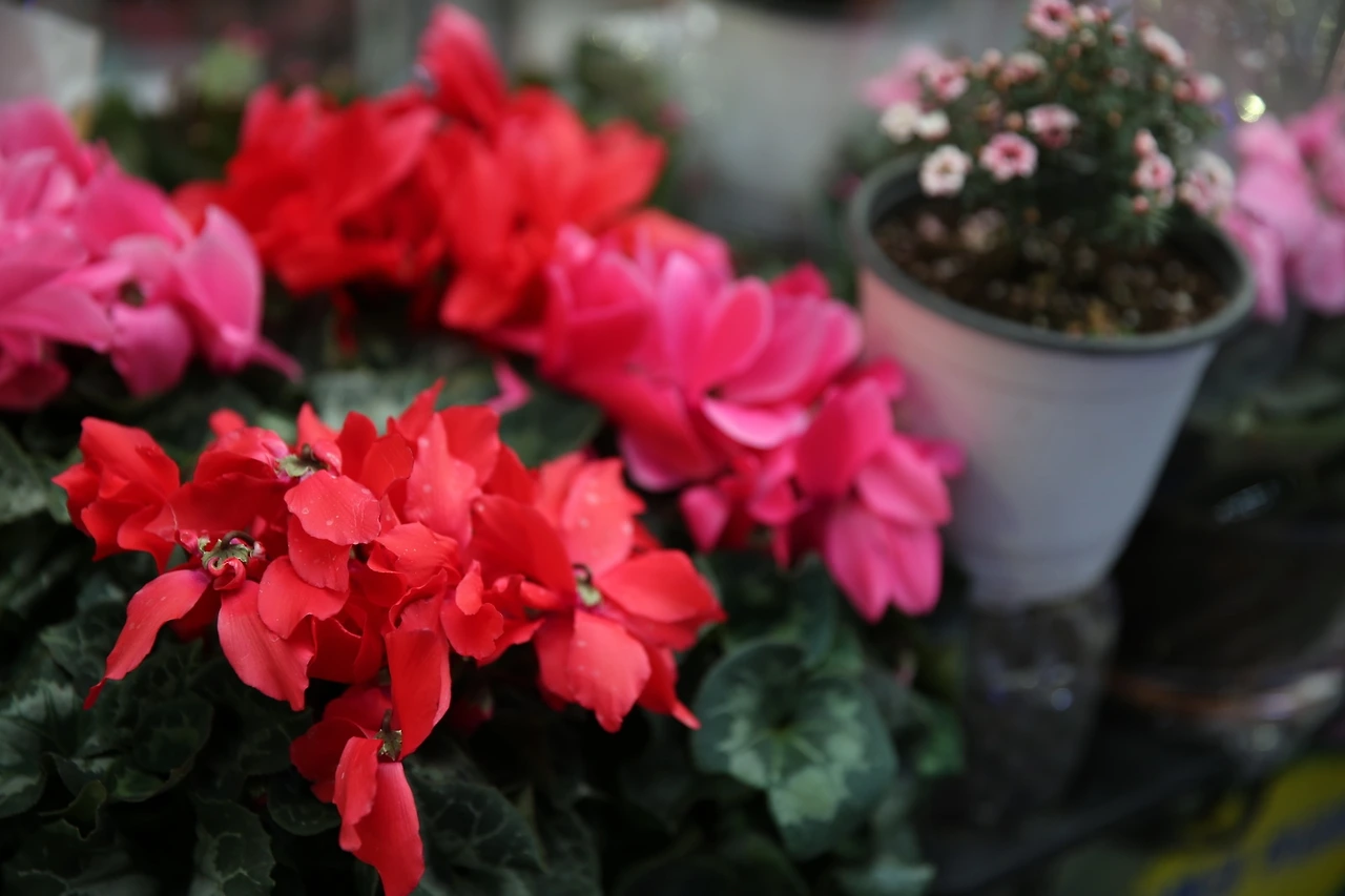 MG0A8894_новый размер.JPG