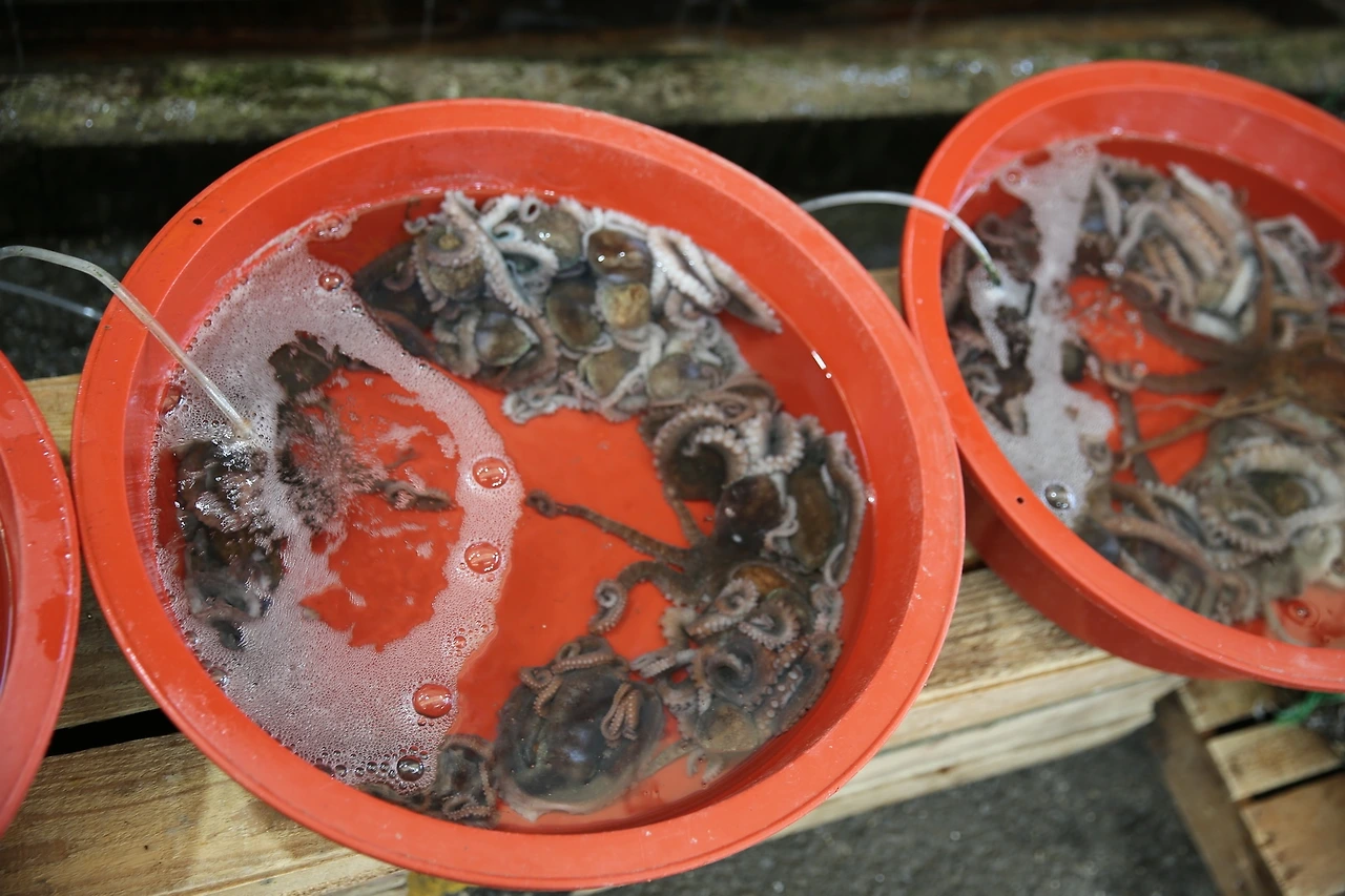 MG0A4515_новый размер.JPG