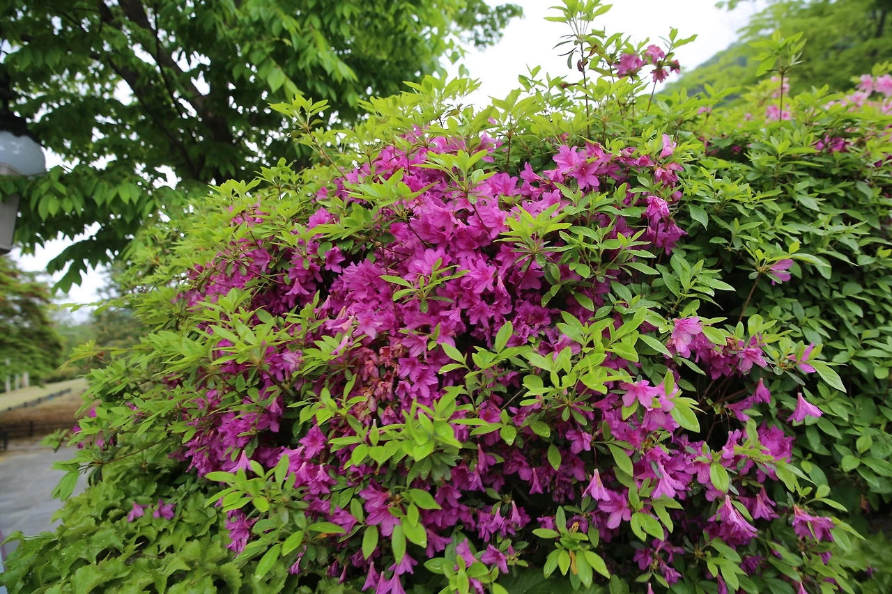 MG0A1675_новый размер.JPG