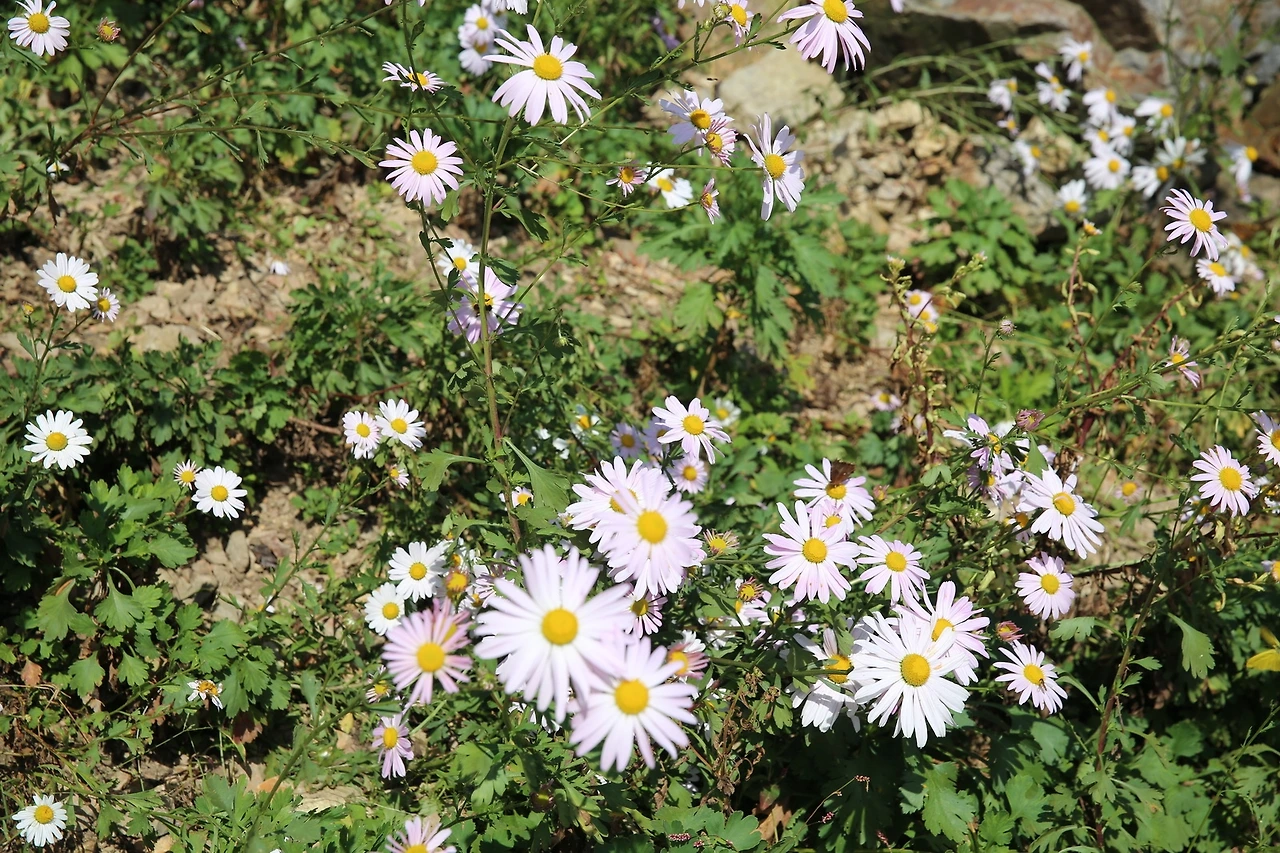 MG0A6206_новый размер.JPG