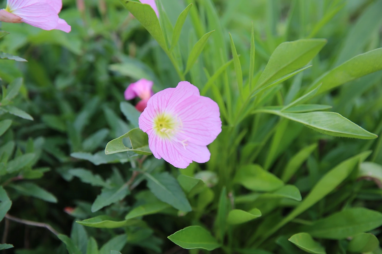 MG0A6580_новый размер.JPG