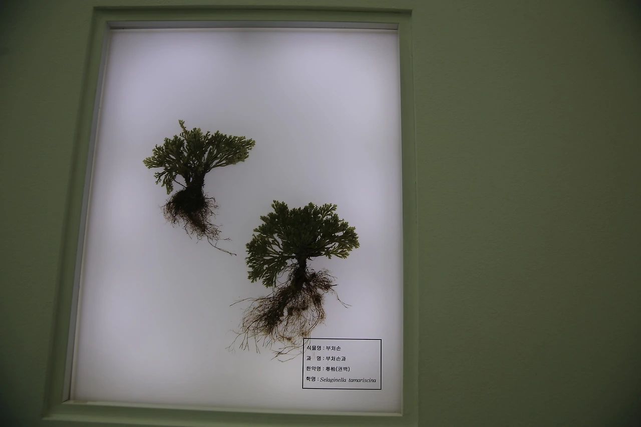 MG0A3012_новый размер.JPG