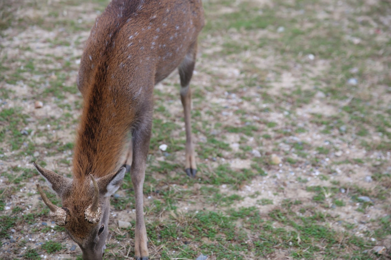 MG0A0543_новый размер.JPG