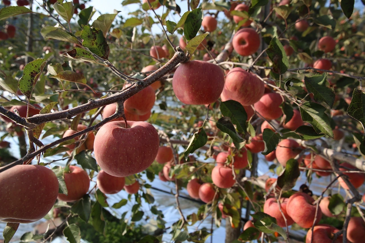 MG0A8359_новый размер.JPG