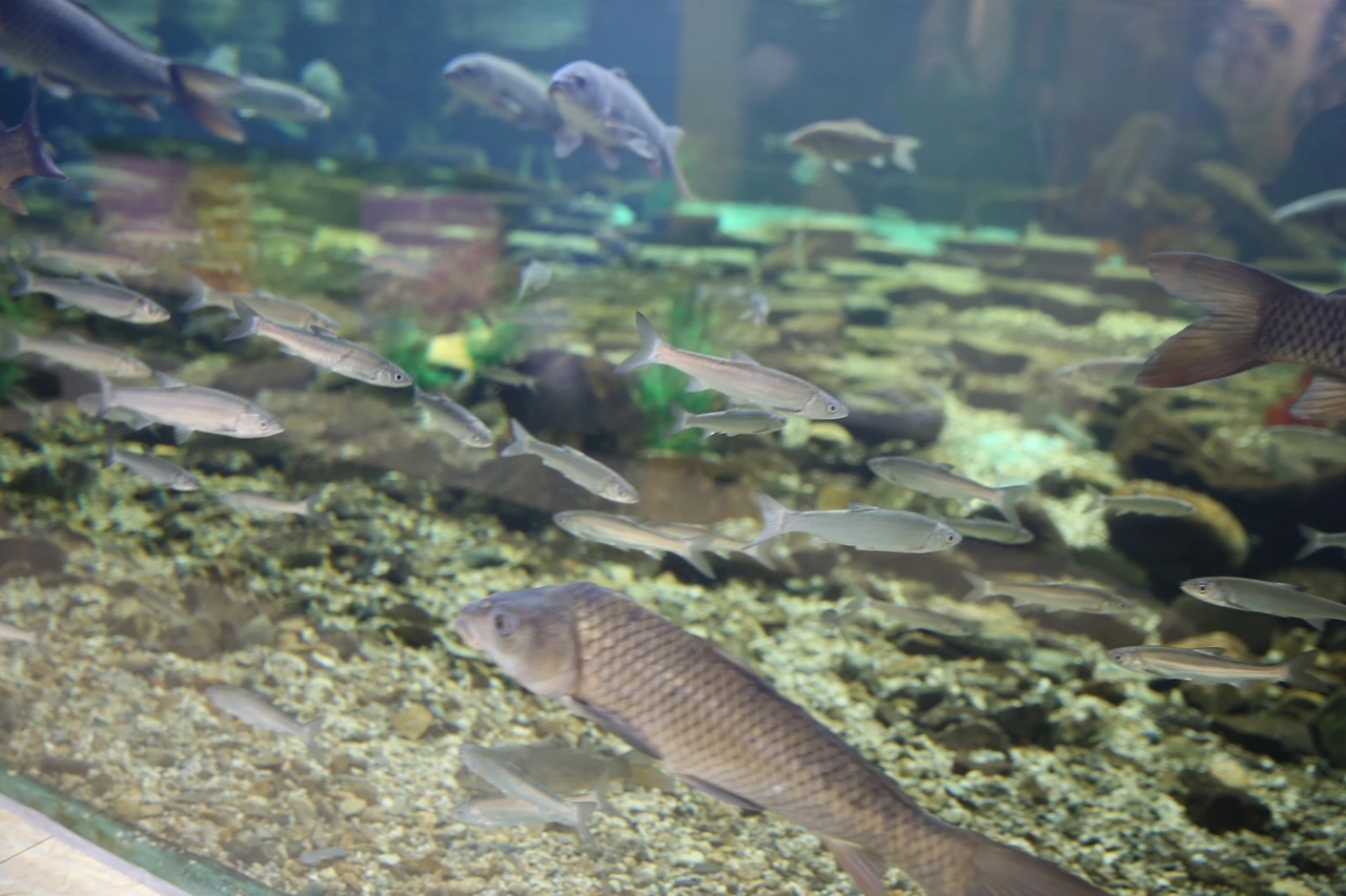 MG0A7740_новый размер.JPG