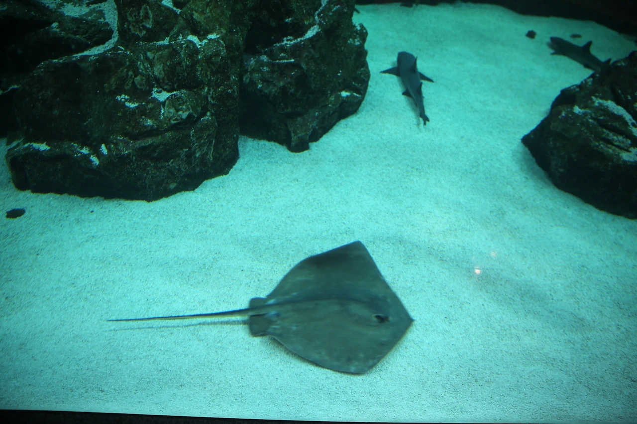 MG0A9667_новый размер.JPG