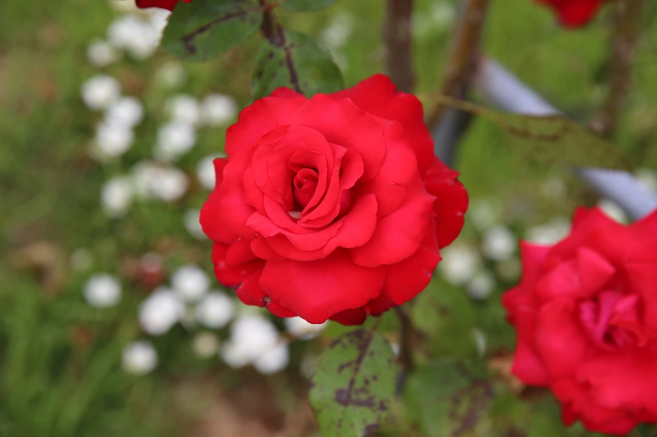 MG0A6958_новый размер.JPG