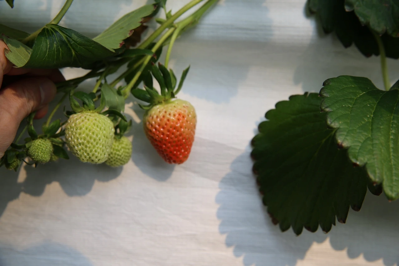 MG0A9429_новый размер.JPG