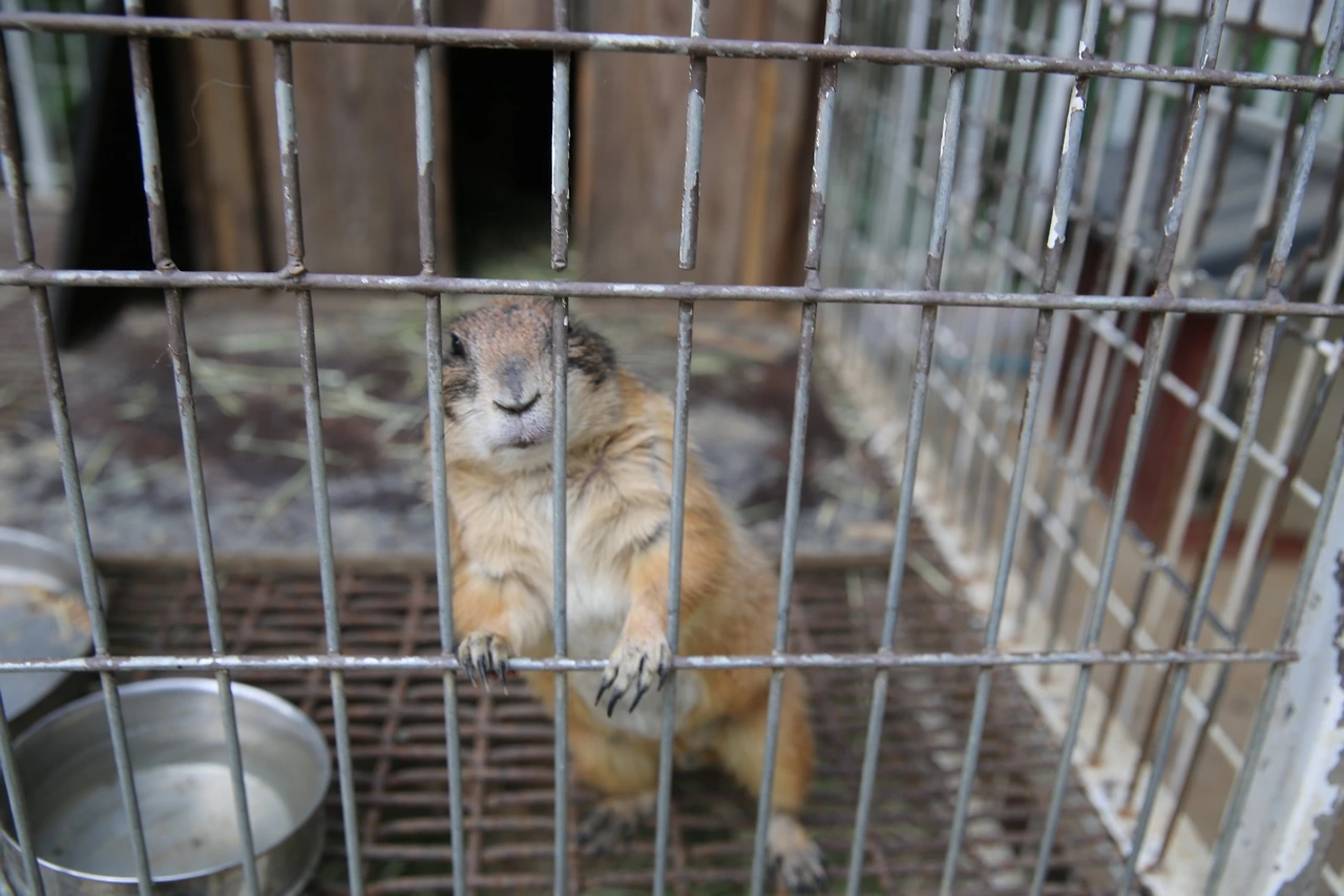 MG0A1117_новый размер.JPG