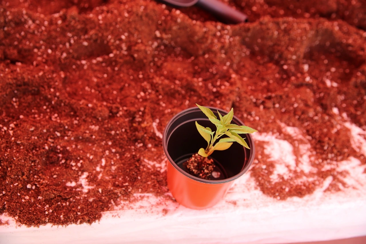 MG0A4339_новый размер.JPG