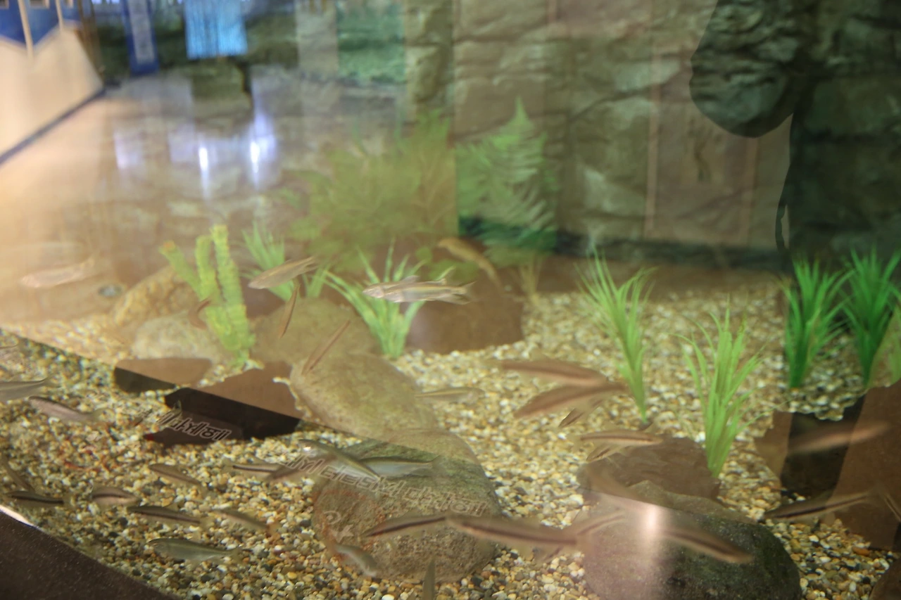 MG0A7732_новый размер.JPG