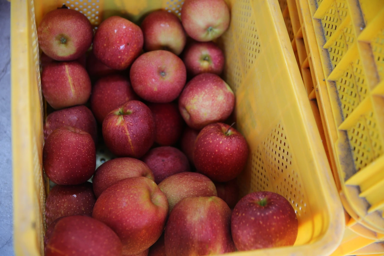 MG0A6270_новый размер.JPG