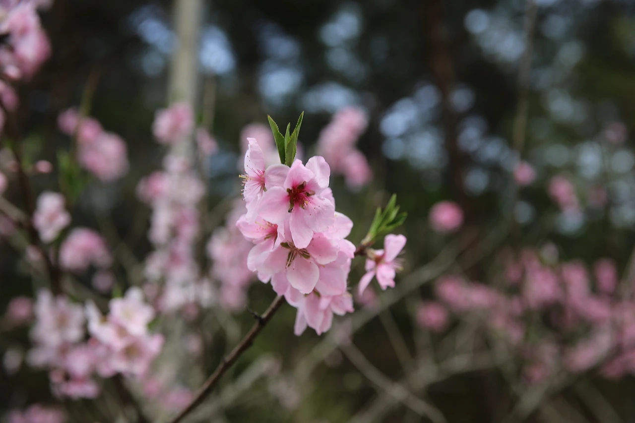 MG0A9521_новый размер.JPG