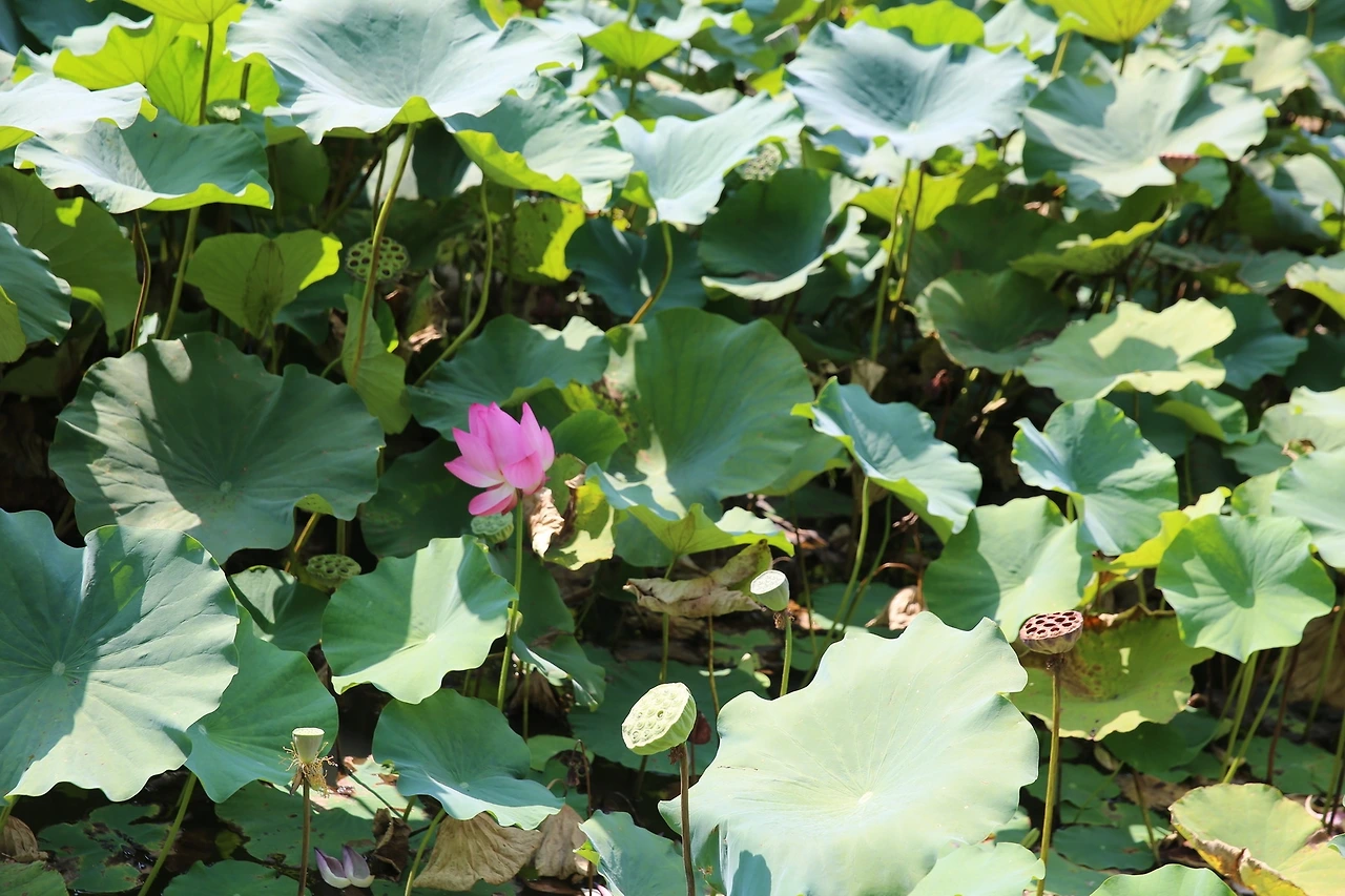 MG0A1513_новый размер.JPG