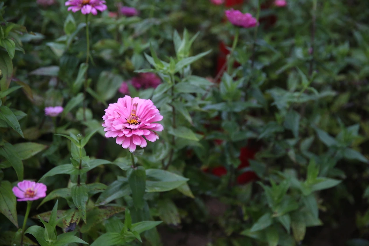 MG0A5789_новый размер.JPG