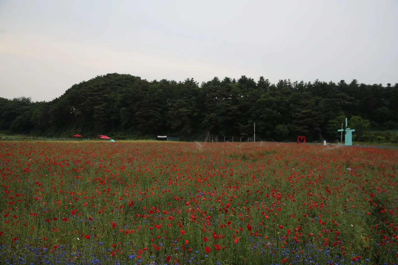 MG0A1176_новый размер.JPG