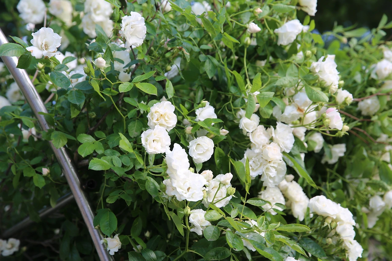 MG0A9984 (2)_resize.JPG