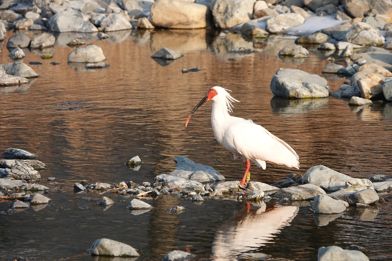 야생따오기 사진.JPG