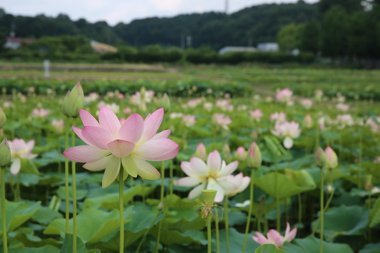 MG0A2727_новый размер.JPG