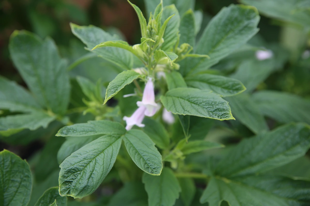 MG0A0465_новый размер.JPG