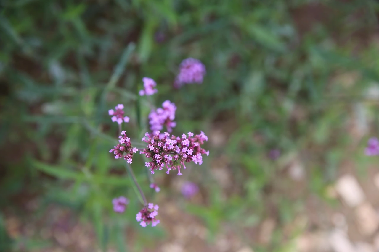 MG0A4006_новый размер.JPG