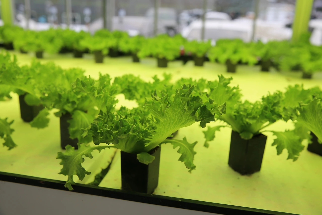 MG0A2375_новый размер.JPG