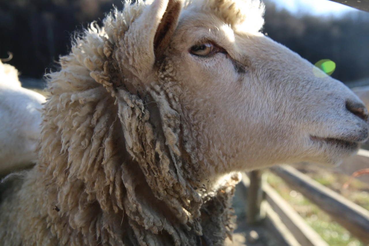 MG0A1752_новый размер.JPG