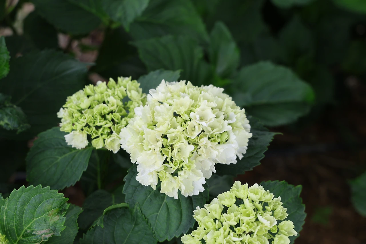 0R5A4322_новый размер.JPG