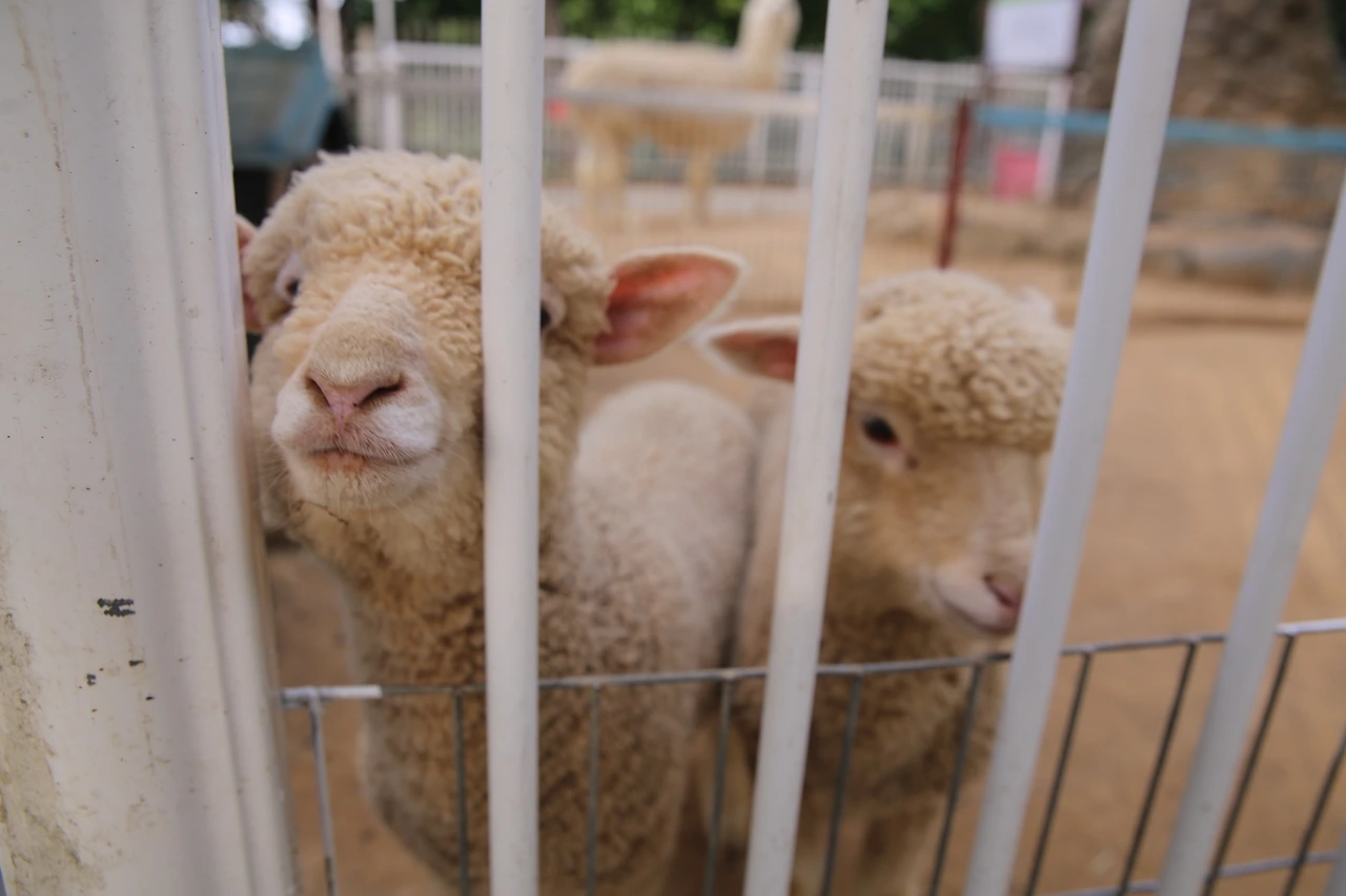 MG0A1096_новый размер.JPG