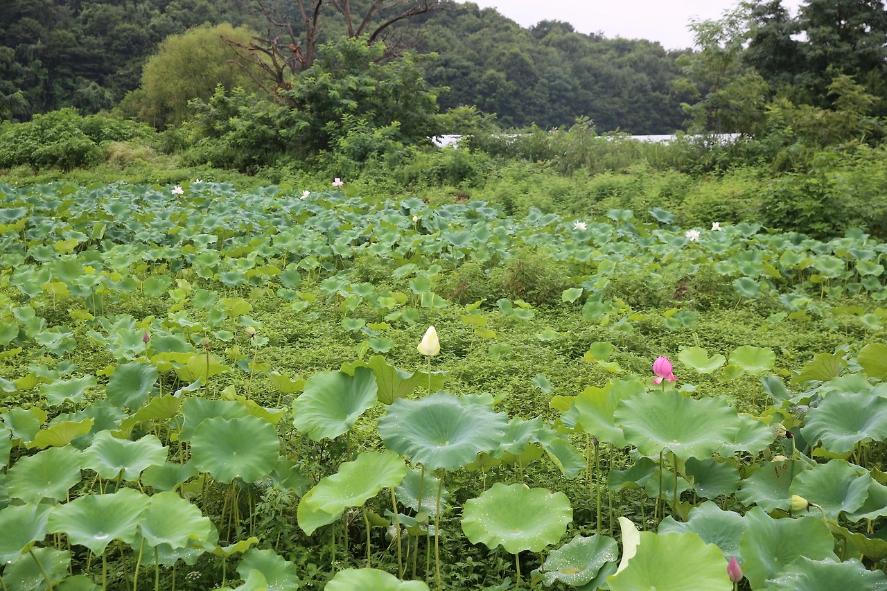 MG0A6018_новый размер.JPG