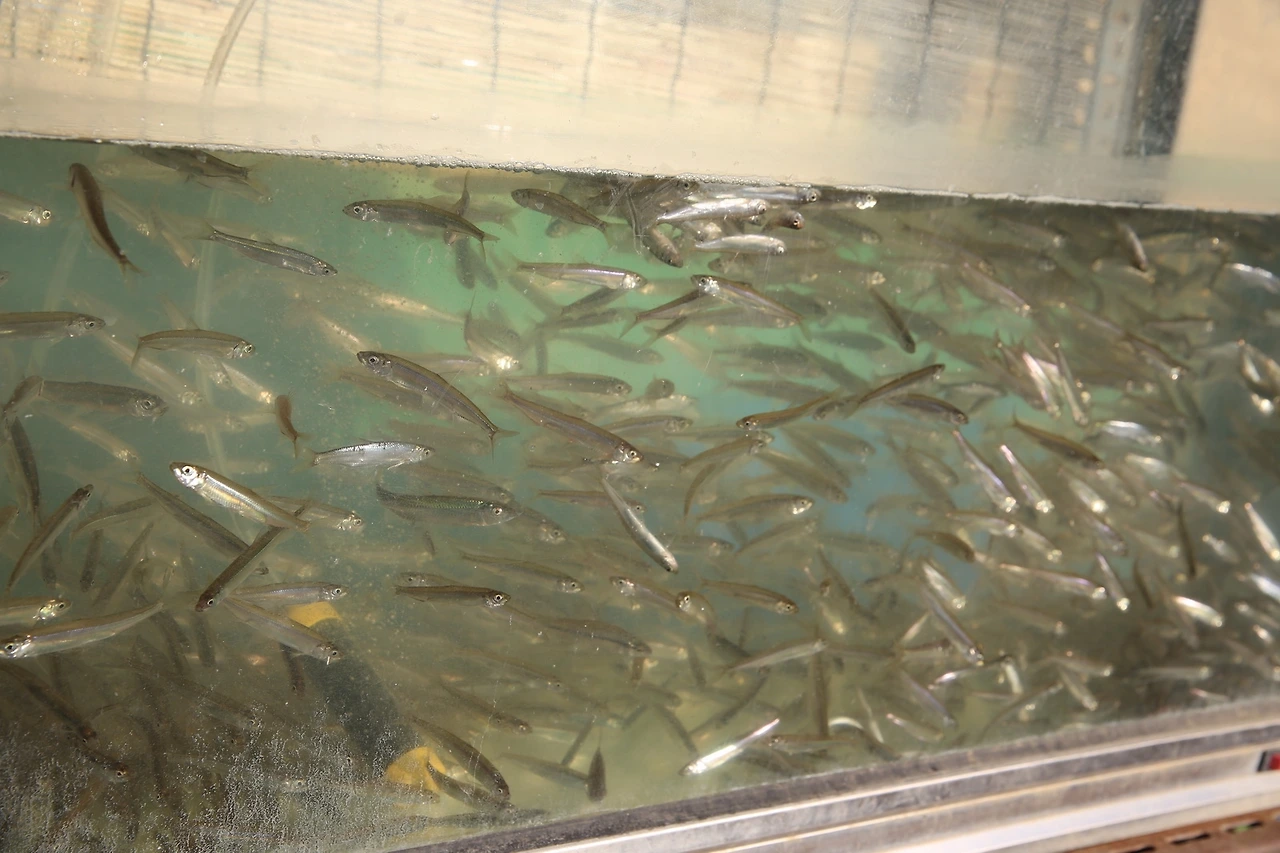 MG0A6086_новый размер.JPG