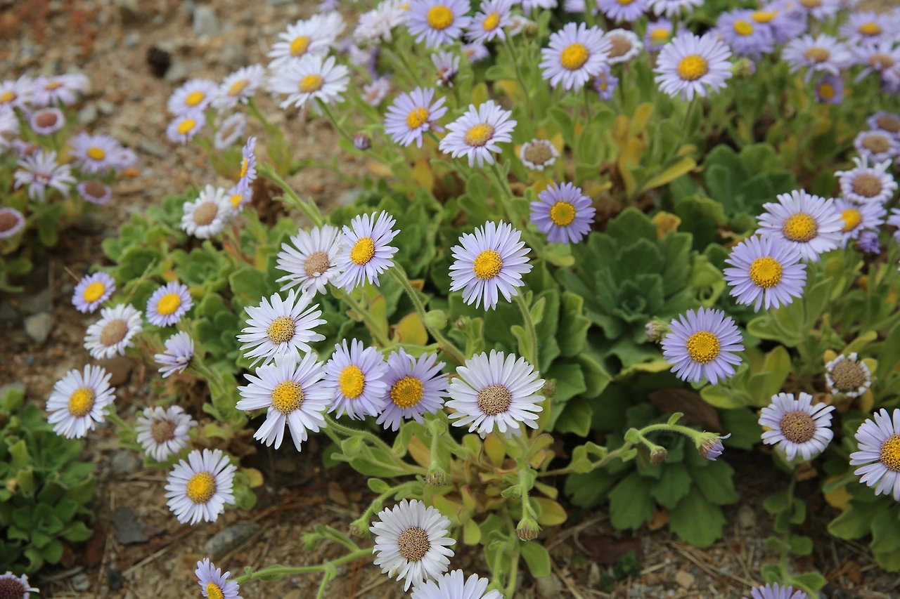 MG0A9306_новый размер.JPG