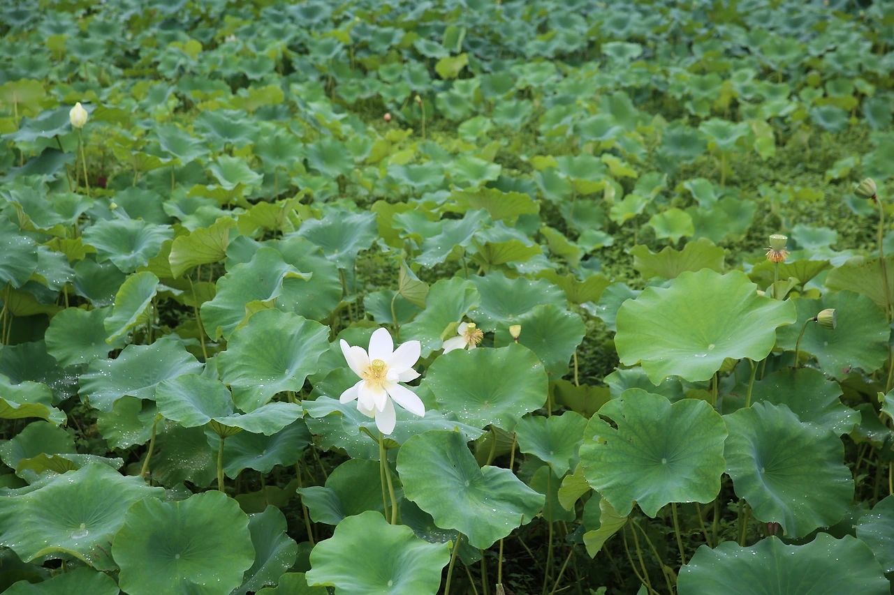 MG0A6019_новый размер.JPG