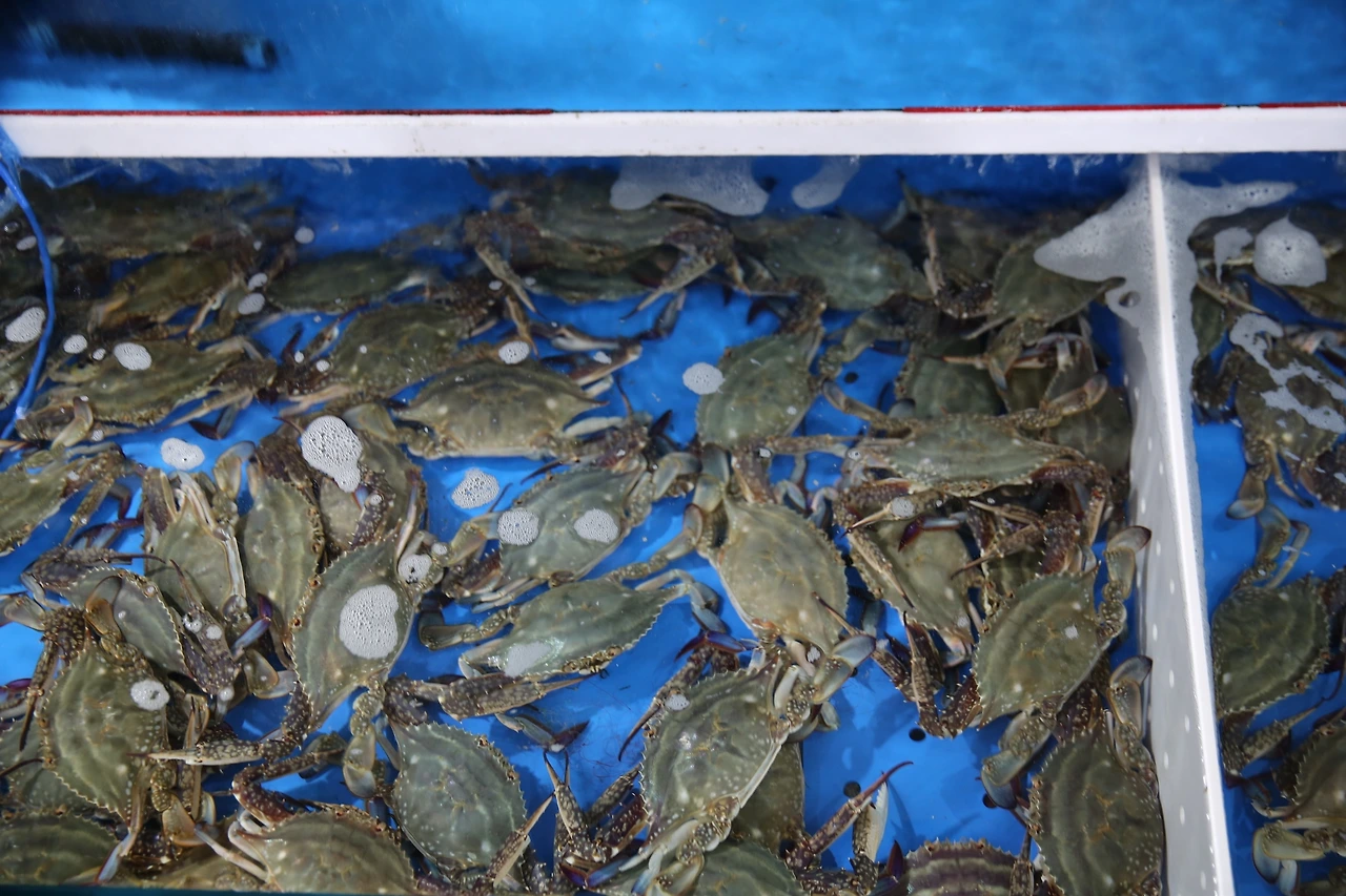 MG0A0847_новый размер.JPG