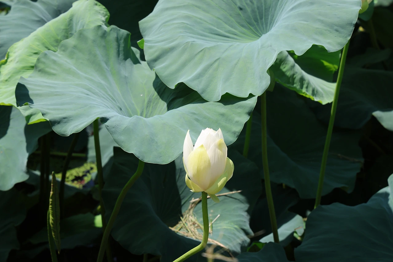 0R5A0872_новый размер.JPG