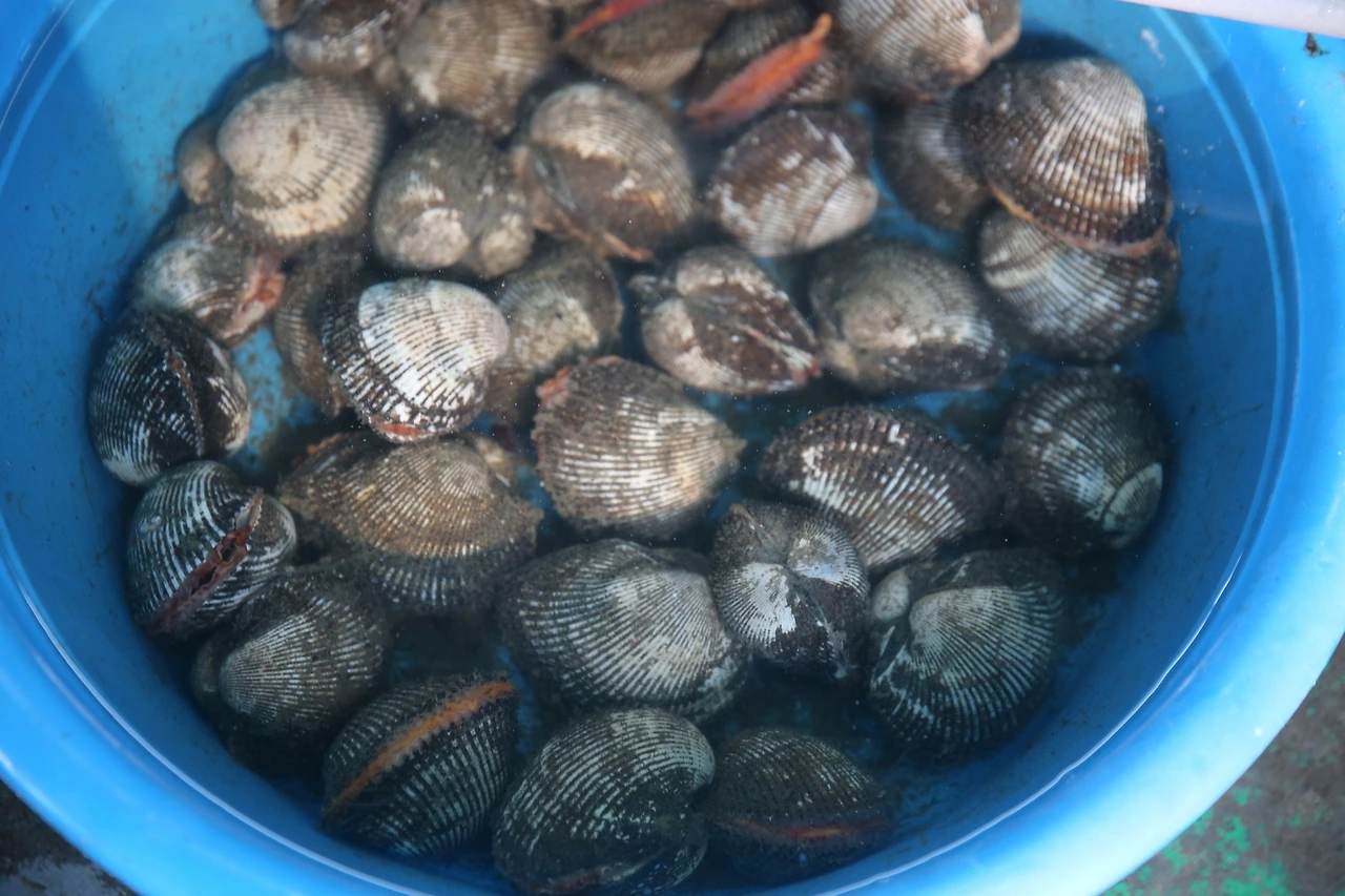 MG0A3571_новый размер.JPG