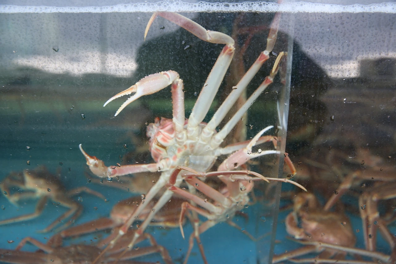 MG0A2596_новый размер.JPG