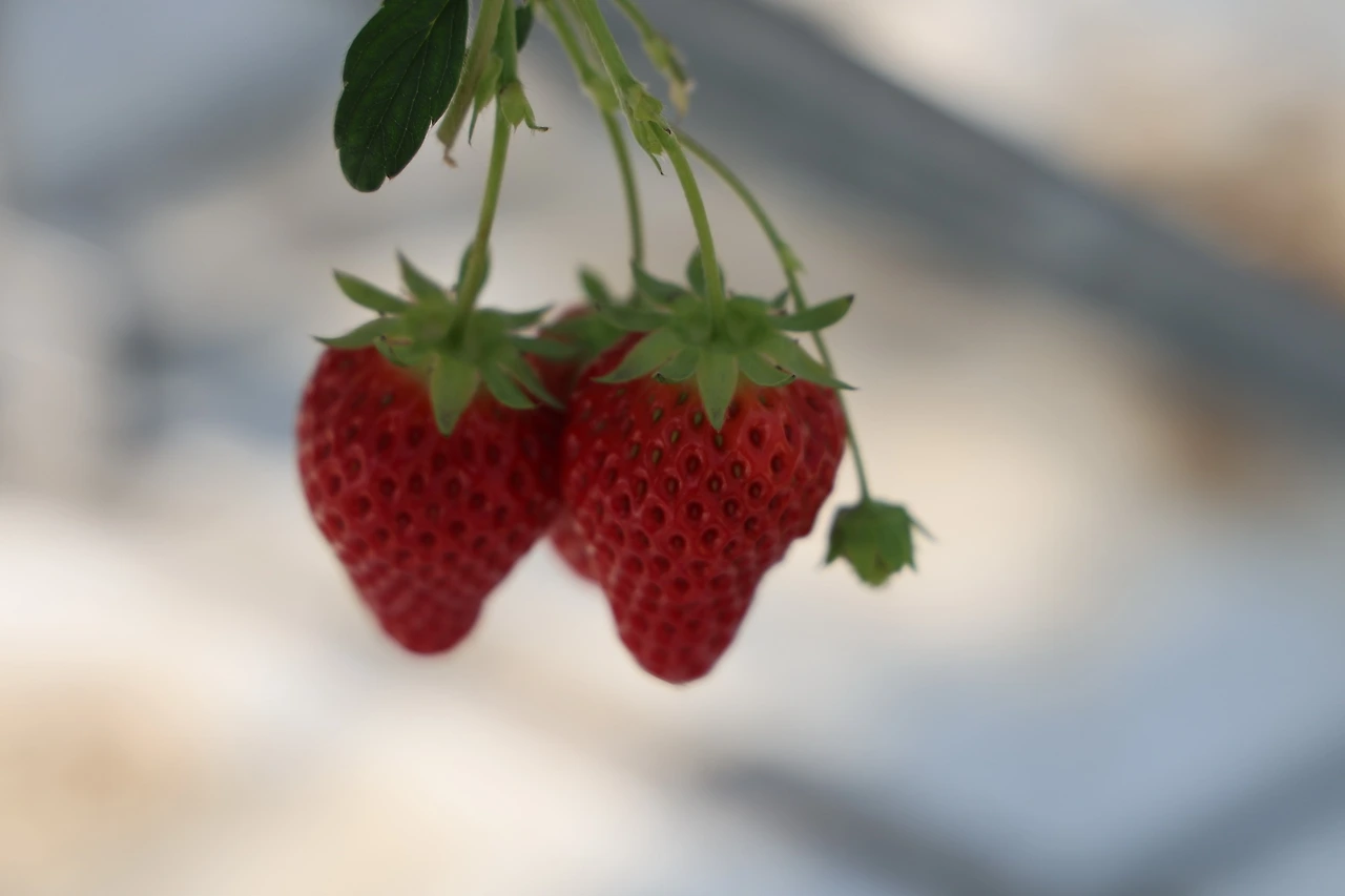 0R5A2686_новый размер.JPG