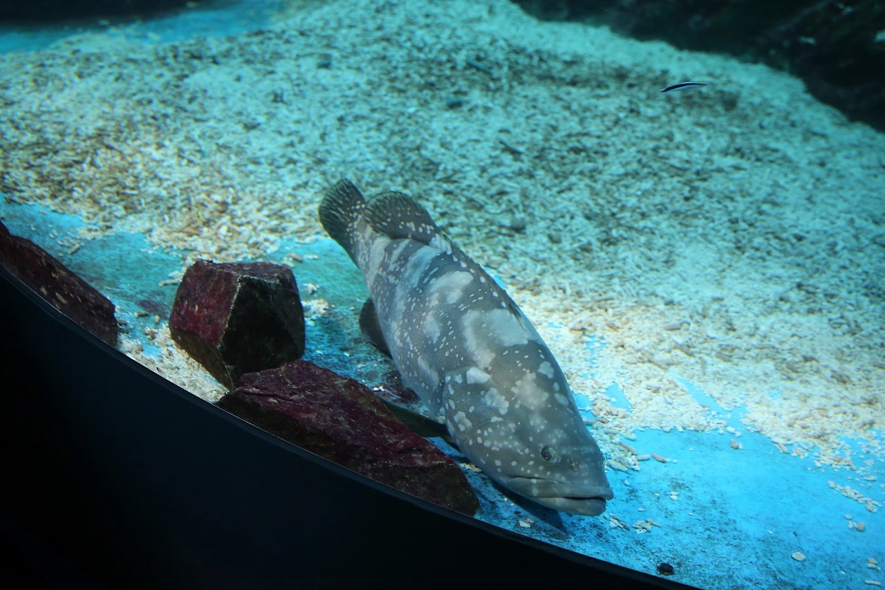 MG0A9681_новый размер.JPG