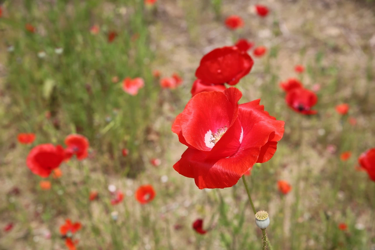 MG0A4311_новый размер.JPG