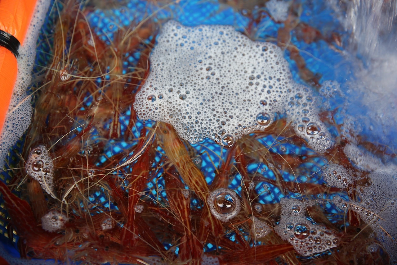 MG0A1074_новый размер.JPG