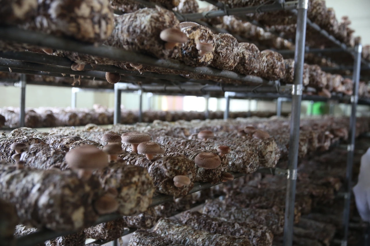 MG0A2911_новый размер.JPG