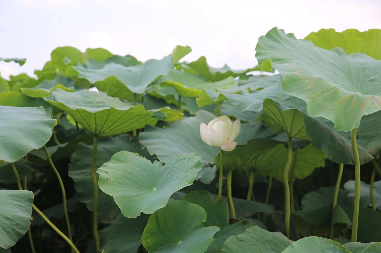 MG0A5228_новый размер.JPG