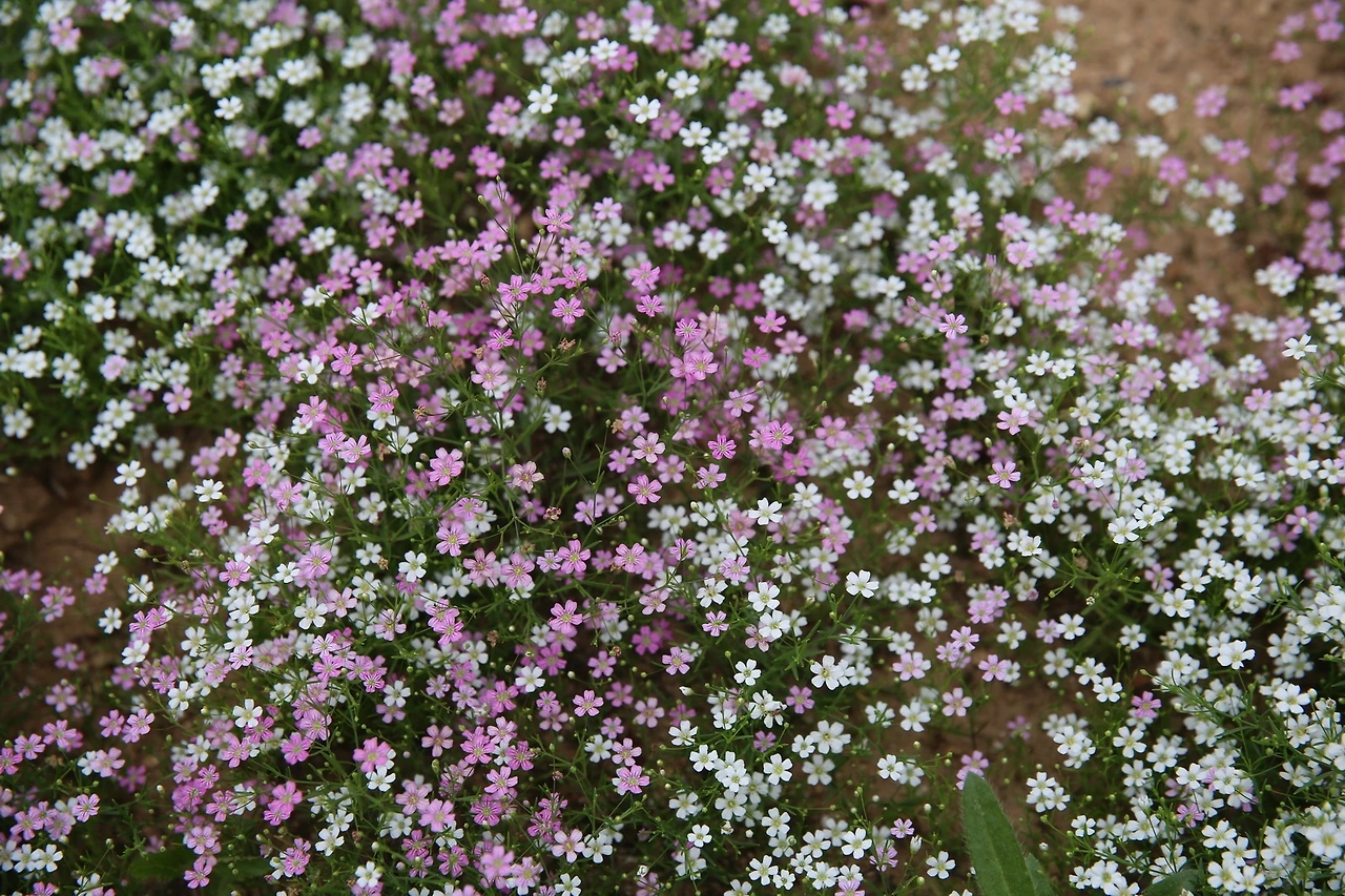 MG0A6963_новый размер.JPG