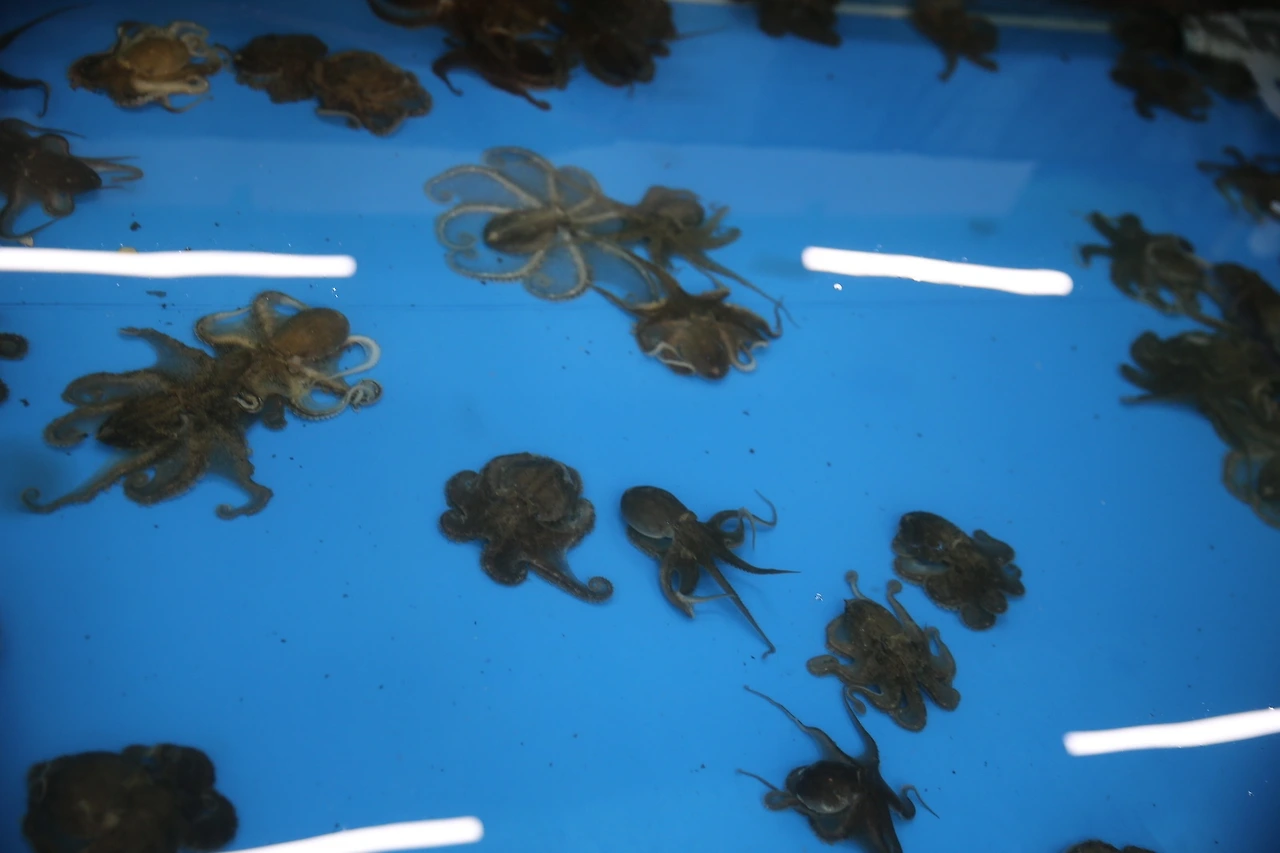 MG0A3581_новый размер.JPG